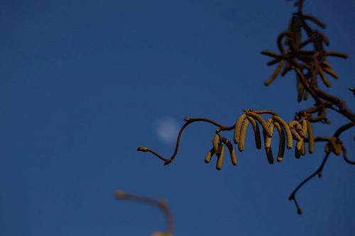 Corylus avellana 'Contorta'