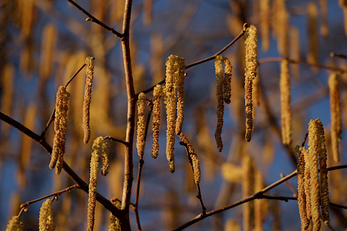 Corylus avellana
