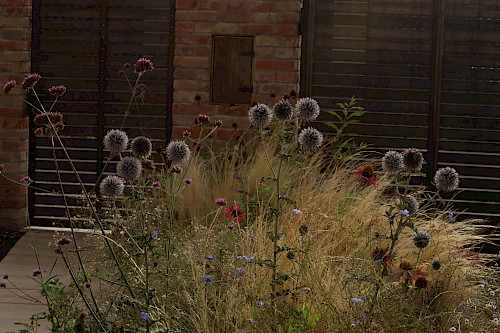 suchomilný trvalkový záhon, kvetinový záhon, stipa tenuissima, echinops ritro